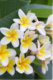 Tongan Coconut Oil - Frangipani Fragrance